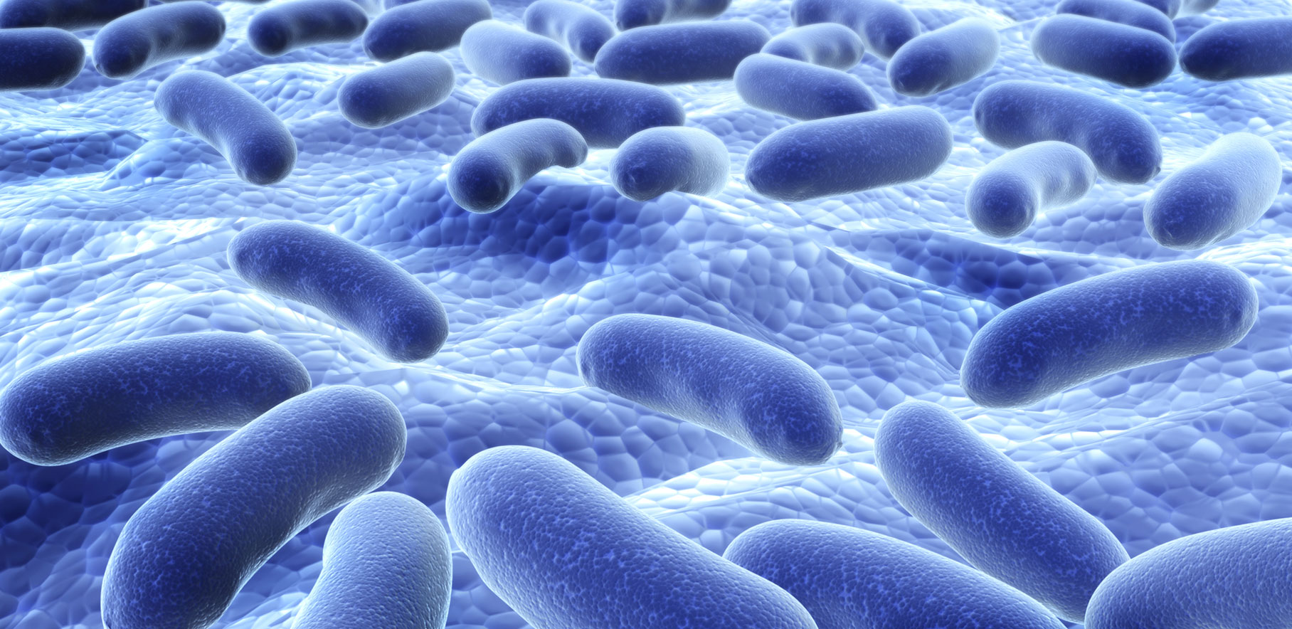 Your digestive system. How does it work?