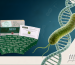 h pylori genetic research