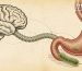 Brain-Gut Axis in the Pathogenesis of H. pylori