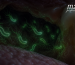 Oral Cavity as a Hidden Niche for H. pylori